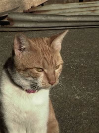 ʹ�����������ѧ���������