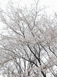 ʹ��������������á��عⲹ�����ķ������㾫����Ƭ