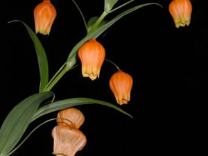 ʹ���������������һƬ��ڵ�ԭ��