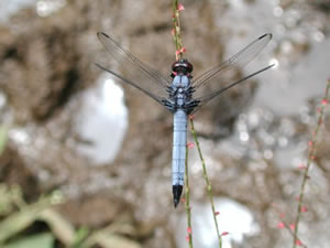 ʹ�������������������Сʱ��ξ۽���(ͼ)